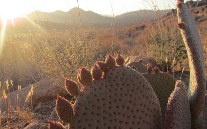 joshua tree outdoor program
